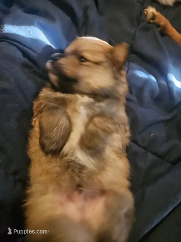 Clover – Cavapom, Pomsky puppy for sale in Avoca, NY
