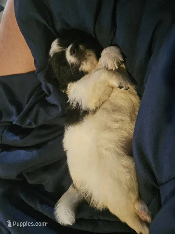 Toby – Cavapom, Pomeranian puppy for sale in Avoca, NY