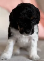 Cami, a female Poodle - Miniature  for sale in Beckley, WV – Photo 5 of 6