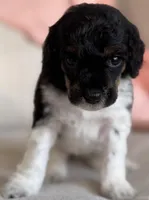 Cami, a female Poodle - Miniature  for sale in Beckley, WV – Photo 6 of 6