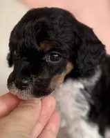 Cami, a female Poodle - Miniature  for sale in Beckley, WV – Photo 4 of 6