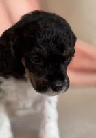 Cami, a female Poodle - Miniature  for sale in Beckley, WV – Photo 3 of 6