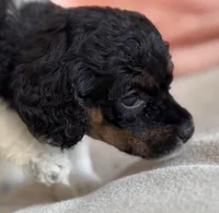 Cami, a female Poodle - Miniature  for sale in Beckley, WV – Photo 2 of 6