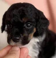 Cami, a female Poodle - Miniature  for sale in Beckley, WV – Photo 1 of 6