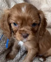 Hearth , a male Cavalier King Charles Spaniel for sale in Beckley, WV – Photo 2 of 6