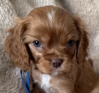 Hearth , a male Cavalier King Charles Spaniel for sale in Beckley, WV – Photo 3 of 6