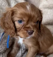 Hearth , a male Cavalier King Charles Spaniel for sale in Beckley, WV – Photo 1 of 6