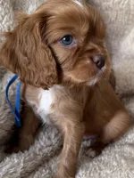 Hearth , a male Cavalier King Charles Spaniel for sale in Beckley, WV – Photo 4 of 6