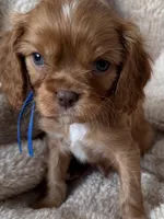 Hearth , a male Cavalier King Charles Spaniel for sale in Beckley, WV – Photo 5 of 6