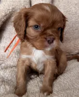 Ember, a male Cavalier King Charles Spaniel for sale in Beckley, WV – Photo 3 of 3