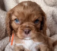 Ember, a male Cavalier King Charles Spaniel for sale in Beckley, WV – Photo 1 of 3