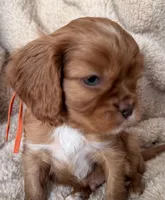 Ember, a male Cavalier King Charles Spaniel for sale in Beckley, WV – Photo 2 of 3