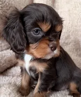 Cocoa, a male Cavalier King Charles Spaniel for sale in Beckley, WV – Photo 9 of 10