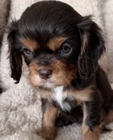 Cocoa, a male Cavalier King Charles Spaniel for sale in Beckley, WV – Photo 5 of 10