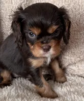 Cocoa, a male Cavalier King Charles Spaniel for sale in Beckley, WV – Photo 4 of 10