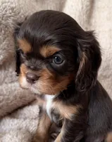 Cocoa, a male Cavalier King Charles Spaniel for sale in Beckley, WV – Photo 8 of 10