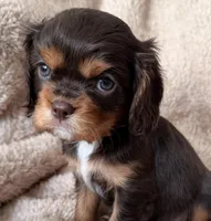 Cocoa, a male Cavalier King Charles Spaniel for sale in Beckley, WV – Photo 10 of 10