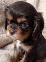 Cocoa, a male Cavalier King Charles Spaniel for sale in Beckley, WV – Photo 6 of 10