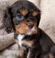 Cocoa, a male Cavalier King Charles Spaniel for sale in Beckley, WV – Photo 7 of 10