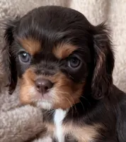 Cocoa, a male Cavalier King Charles Spaniel for sale in Beckley, WV – Photo 2 of 10