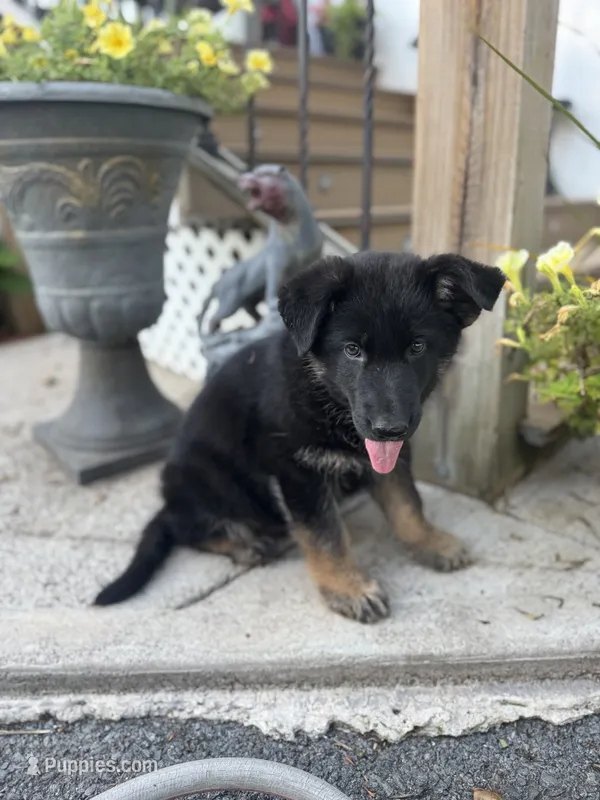 Thor – German Shepherd Dog puppy for sale in Utica, NY