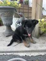 Thor, a male German Shepherd Dog for sale in Utica, NY – 1 of 4