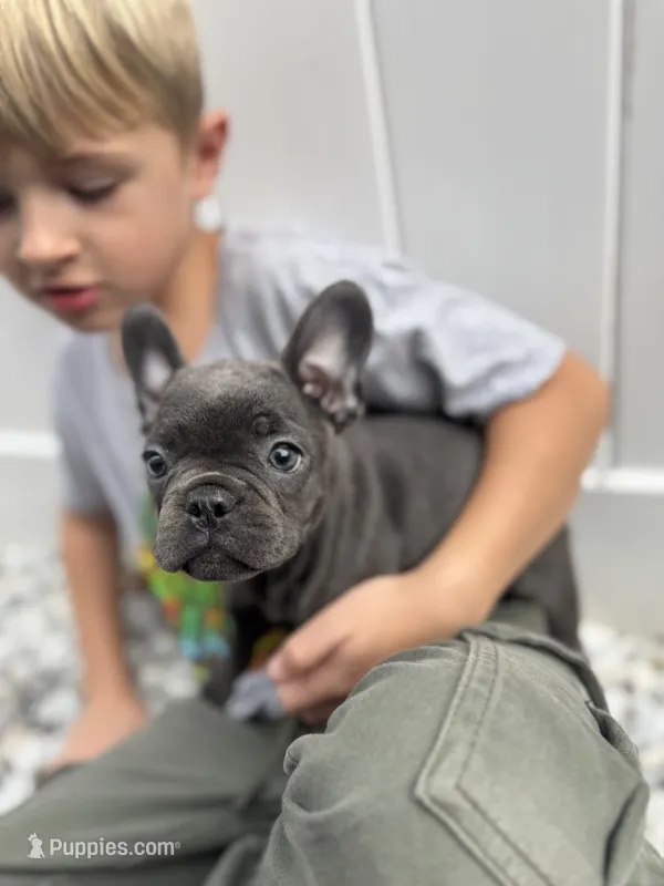 Bella – French Bulldog puppy for sale in Utica, NY