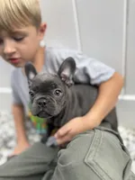 Bella, a female French Bulldog for sale in Utica, NY – 1 of 3