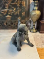 Gigi, a female French Bulldog for sale in Utica, NY – 2 of 3