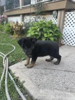 Thor, a male German Shepherd Dog for sale in Utica, NY – 4 of 4