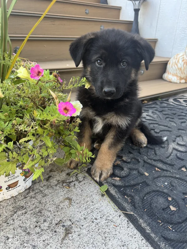 Bear – German Shepherd Dog puppy for sale in Utica, NY