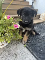 Bear, a male German Shepherd Dog for sale in Utica, NY – 1 of 3
