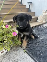 Bear, a male German Shepherd Dog for sale in Utica, NY – 3 of 3