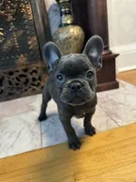 Bella, a female French Bulldog for sale in Utica, NY – 2 of 3