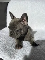 Chloe, a female French Bulldog for sale in Utica, NY – 3 of 3