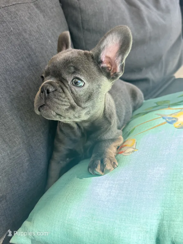 Bella – French Bulldog puppy for sale in Utica, NY