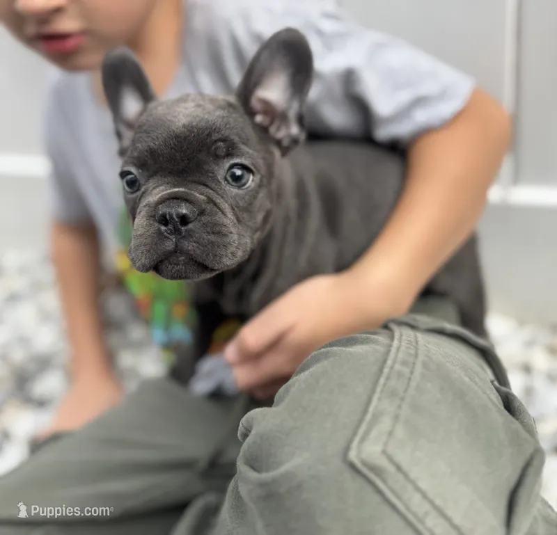 Bella – French Bulldog puppy for sale in Utica, NY