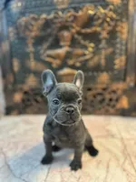 Bella, a female French Bulldog for sale in Utica, NY – 3 of 3