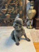 Gigi, a female French Bulldog for sale in Utica, NY – 3 of 3