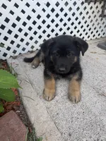 Bear, a male German Shepherd Dog for sale in Utica, NY – 2 of 3