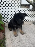 Thor, a male German Shepherd Dog for sale in Utica, NY – 2 of 4