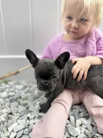 Chloe, a female French Bulldog for sale in Utica, NY – 2 of 4