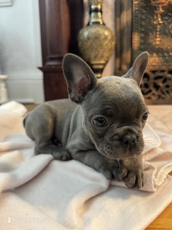 Chloe – French Bulldog puppy for sale in Utica, NY