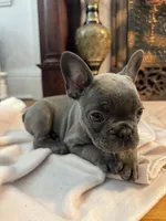 Chloe, a female French Bulldog for sale in Utica, NY – 1 of 4
