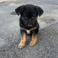     Hazel, a female German Shepherd Dog for sale in Utica, NY – 3 of 4