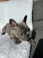 Chloe, a female French Bulldog for sale in Utica, NY – 2 of 3