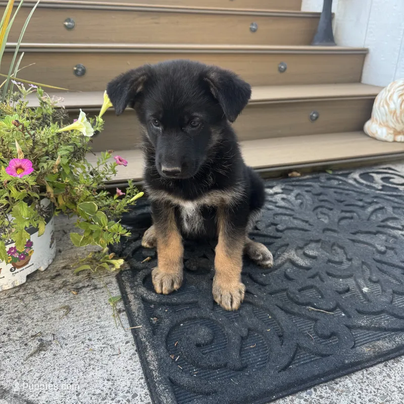     Hazel – German Shepherd Dog puppy for sale in Utica, NY