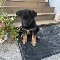     Hazel, a female German Shepherd Dog for sale in Utica, NY – 1 of 4