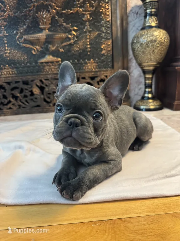 Gigi – French Bulldog puppy for sale in Utica, NY