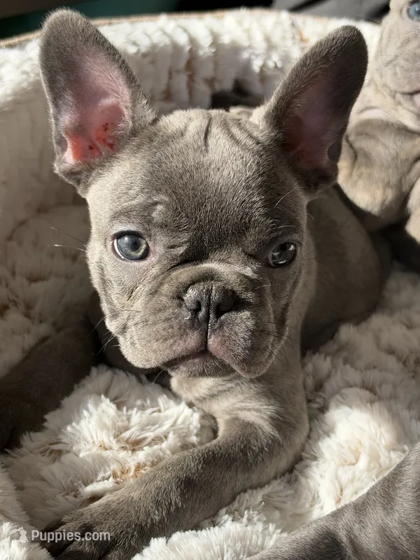 Chloe – French Bulldog puppy for sale in Utica, NY